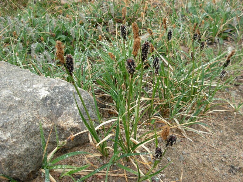 Fragile Sedge photo 5
