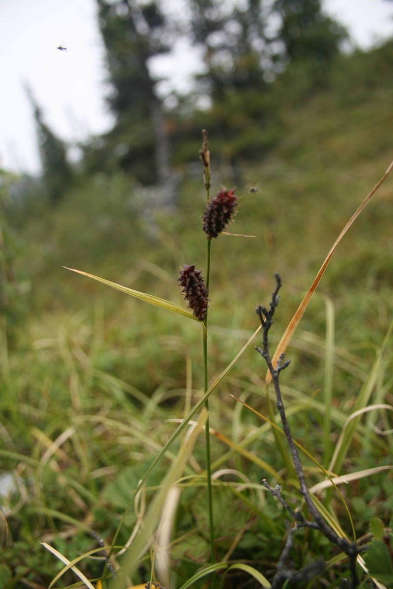Fragile Sedge photo 6