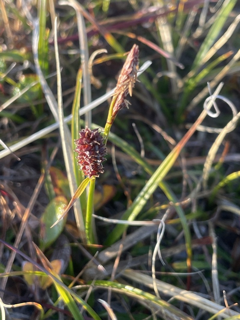 Fragile Sedge photo 7