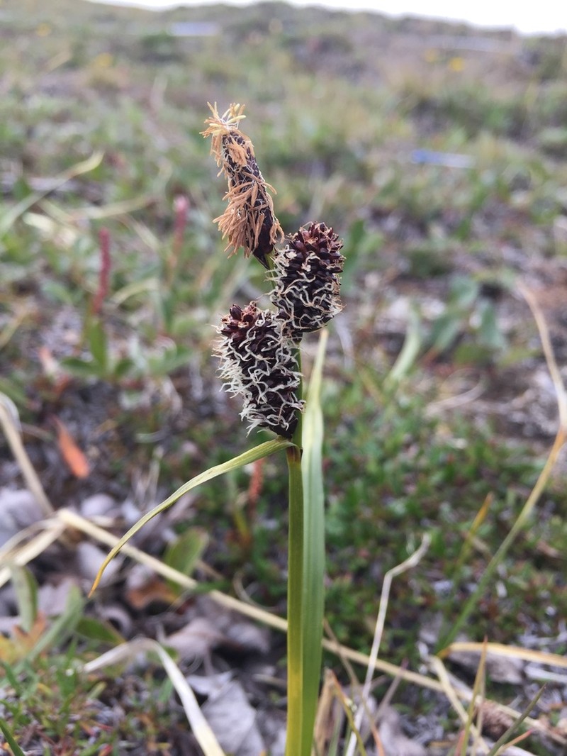 Fragile Sedge photo 8
