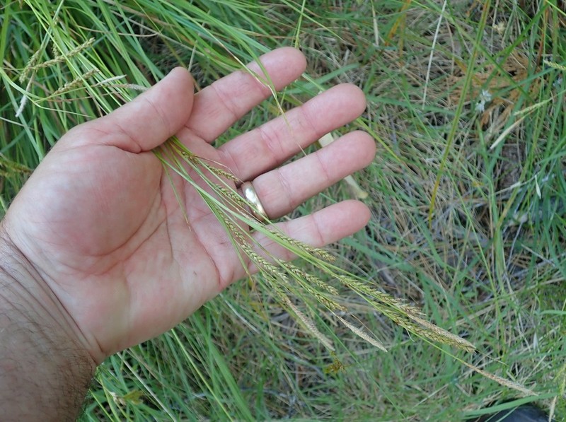 Mendocino Sedge