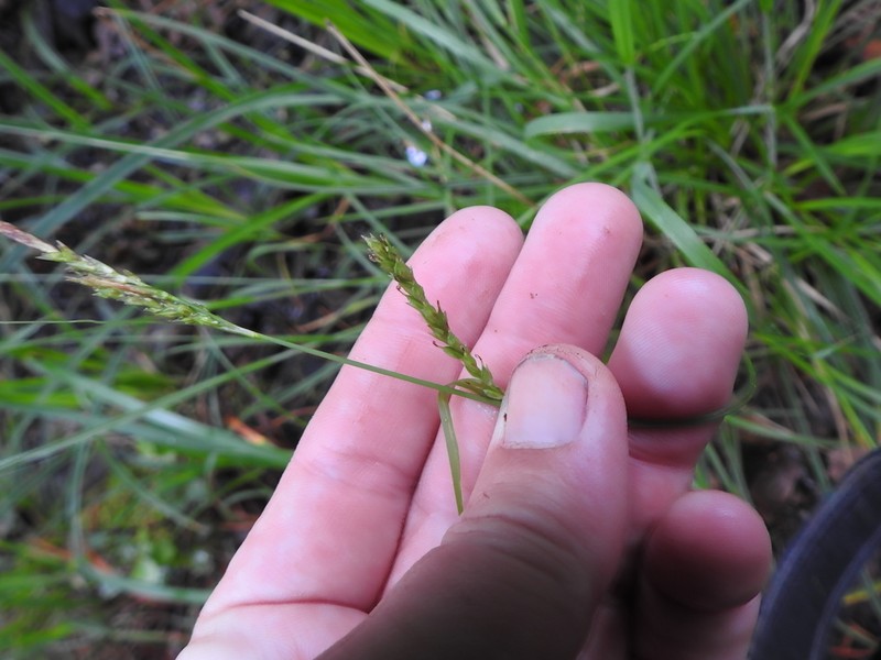 Mendocino Sedge photo 2