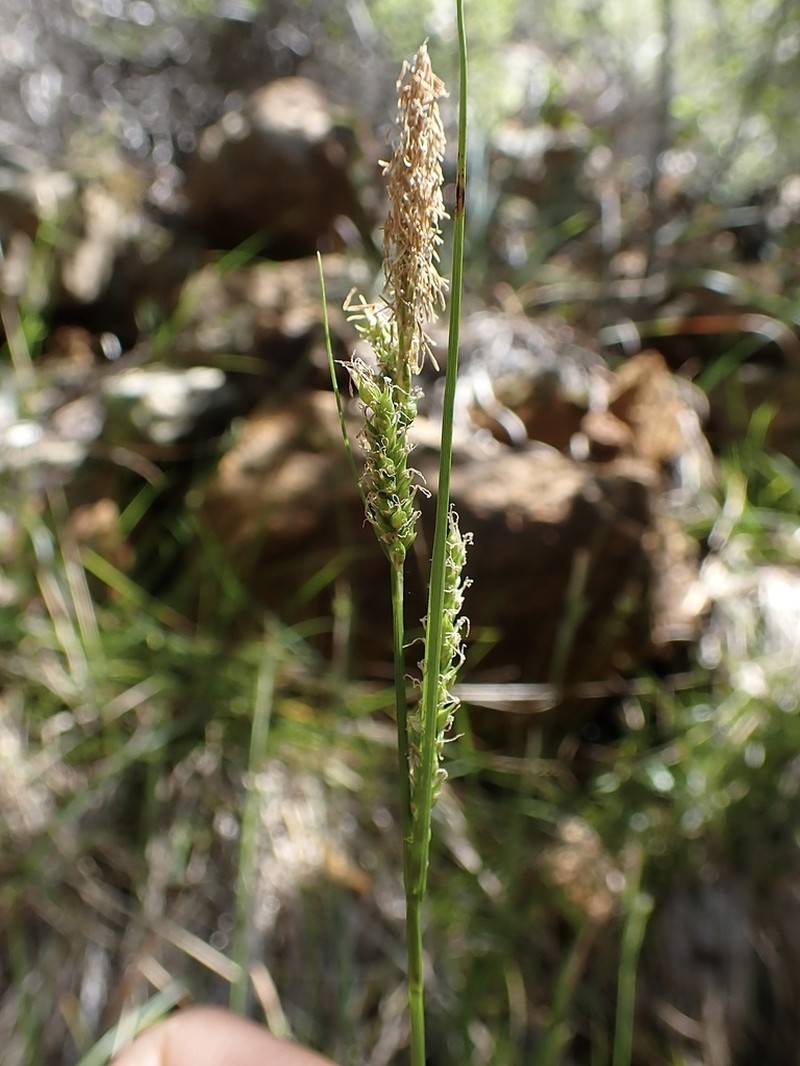 Mendocino Sedge photo 3