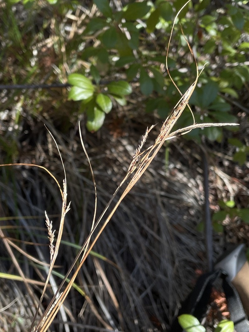 Mendocino Sedge photo 4