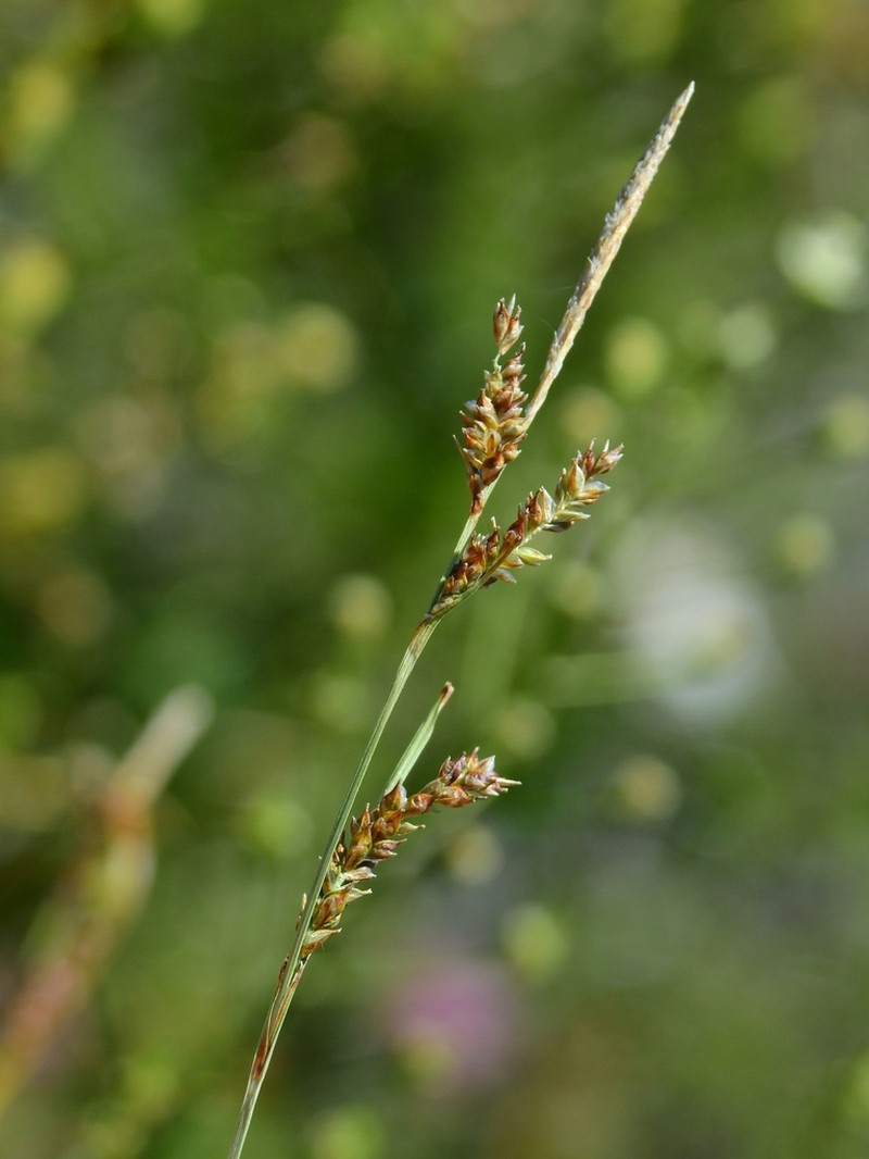 Mendocino Sedge photo 5