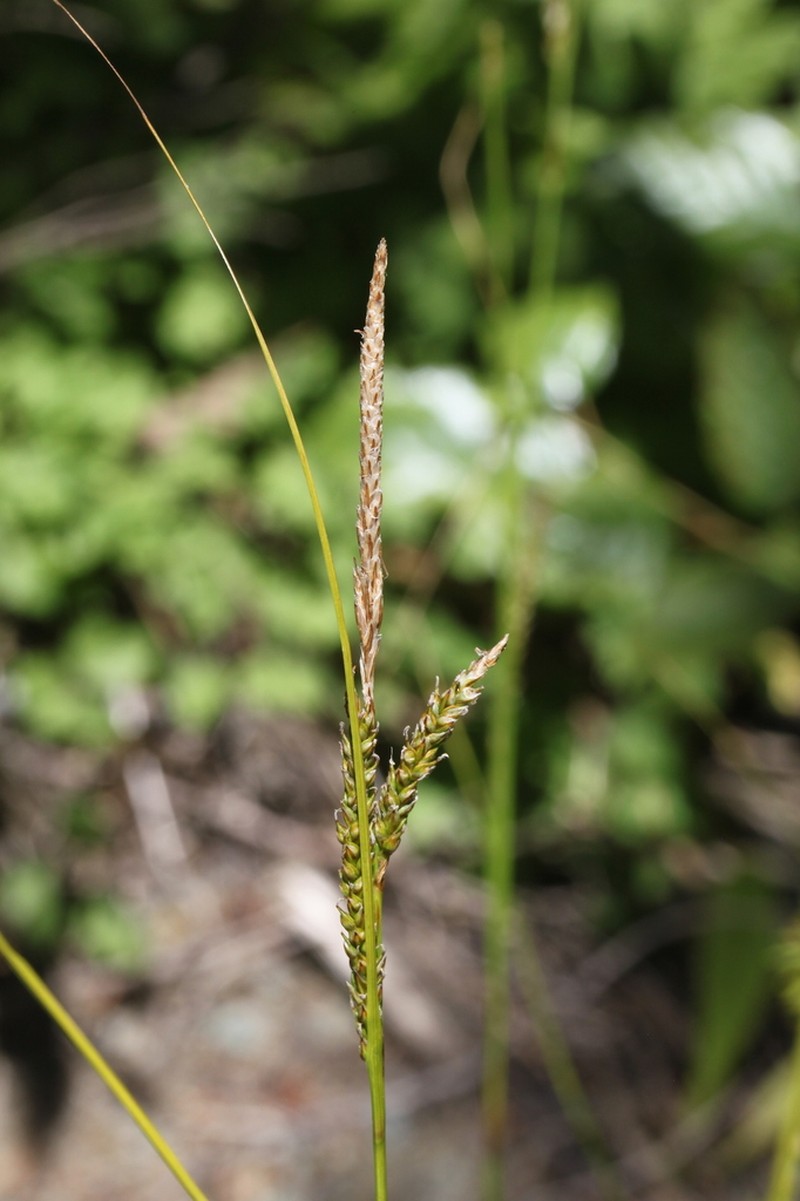 Mendocino Sedge photo 6