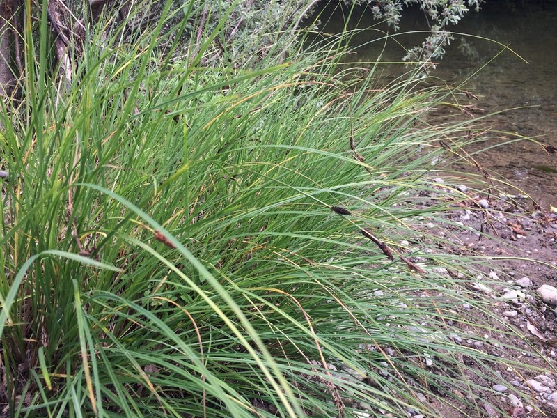 Mendocino Sedge photo 7