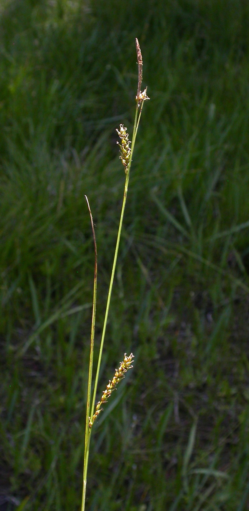 Mendocino Sedge photo 8