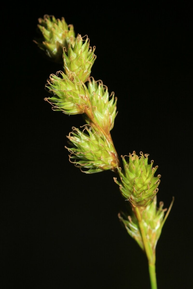 Fernald's Sedge