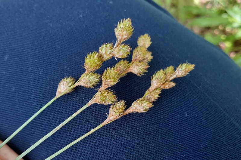 Fernald's Sedge photo 3