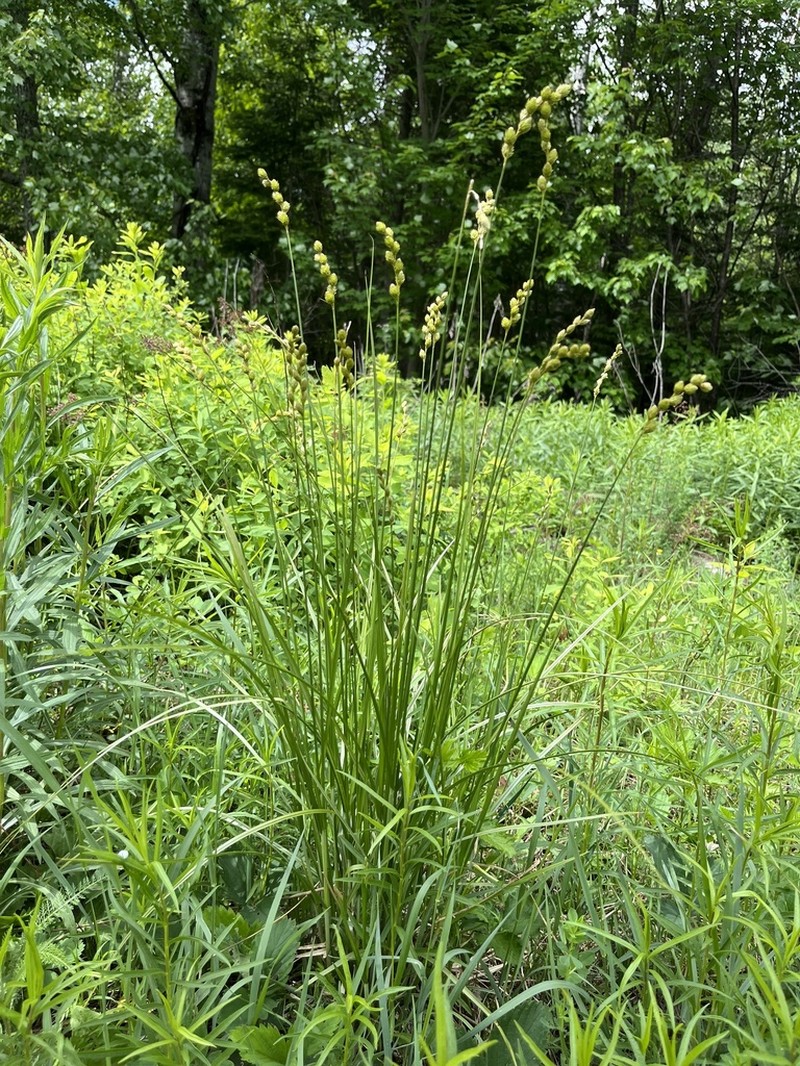 Fernald's Sedge photo 4