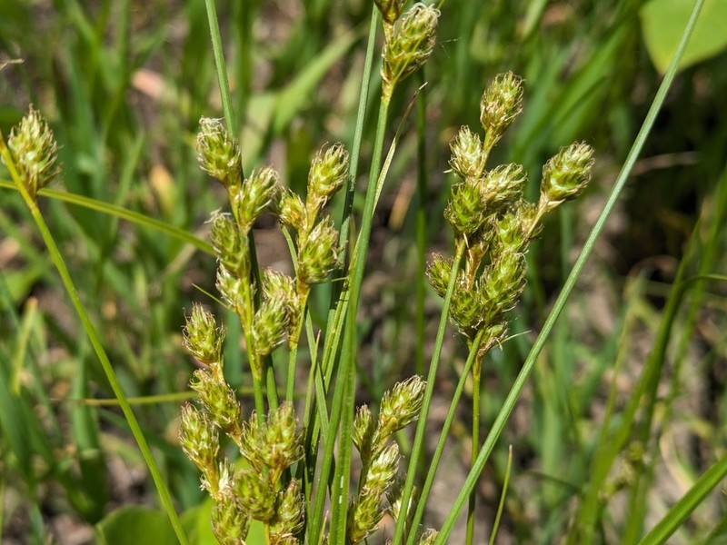 Fernald's Sedge photo 5