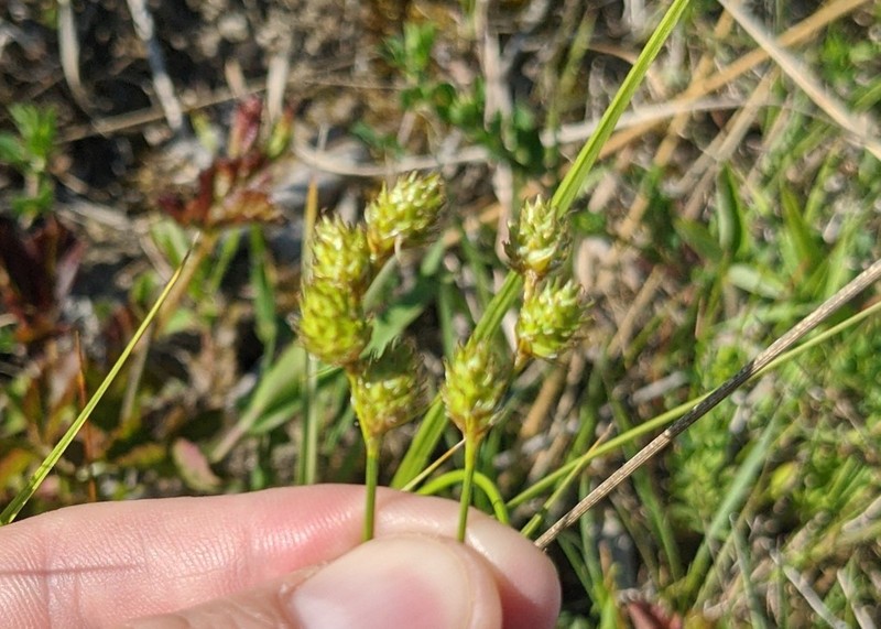 Fernald's Sedge photo 6