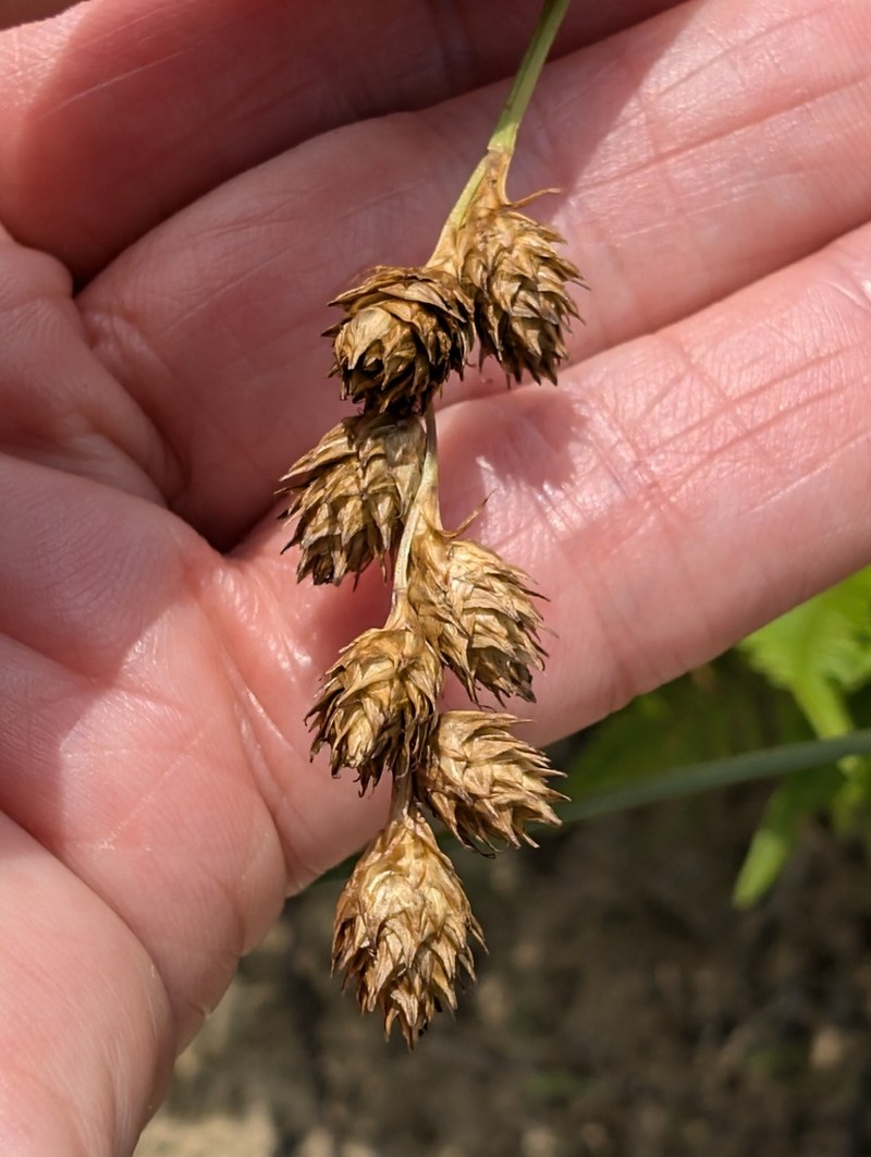 Fernald's Sedge photo 7