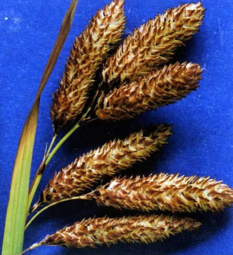 Mertens' Sedge