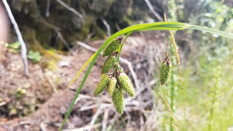 Mertens' Sedge photo 3