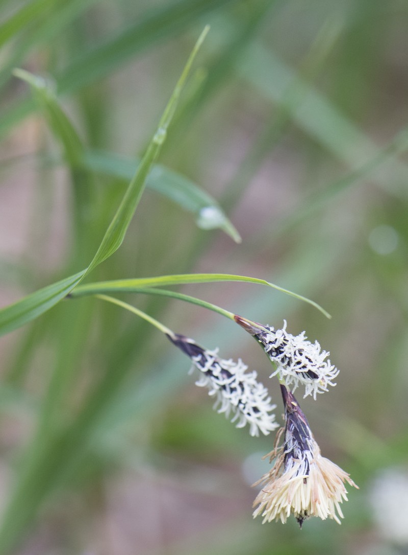 Mertens' Sedge photo 4