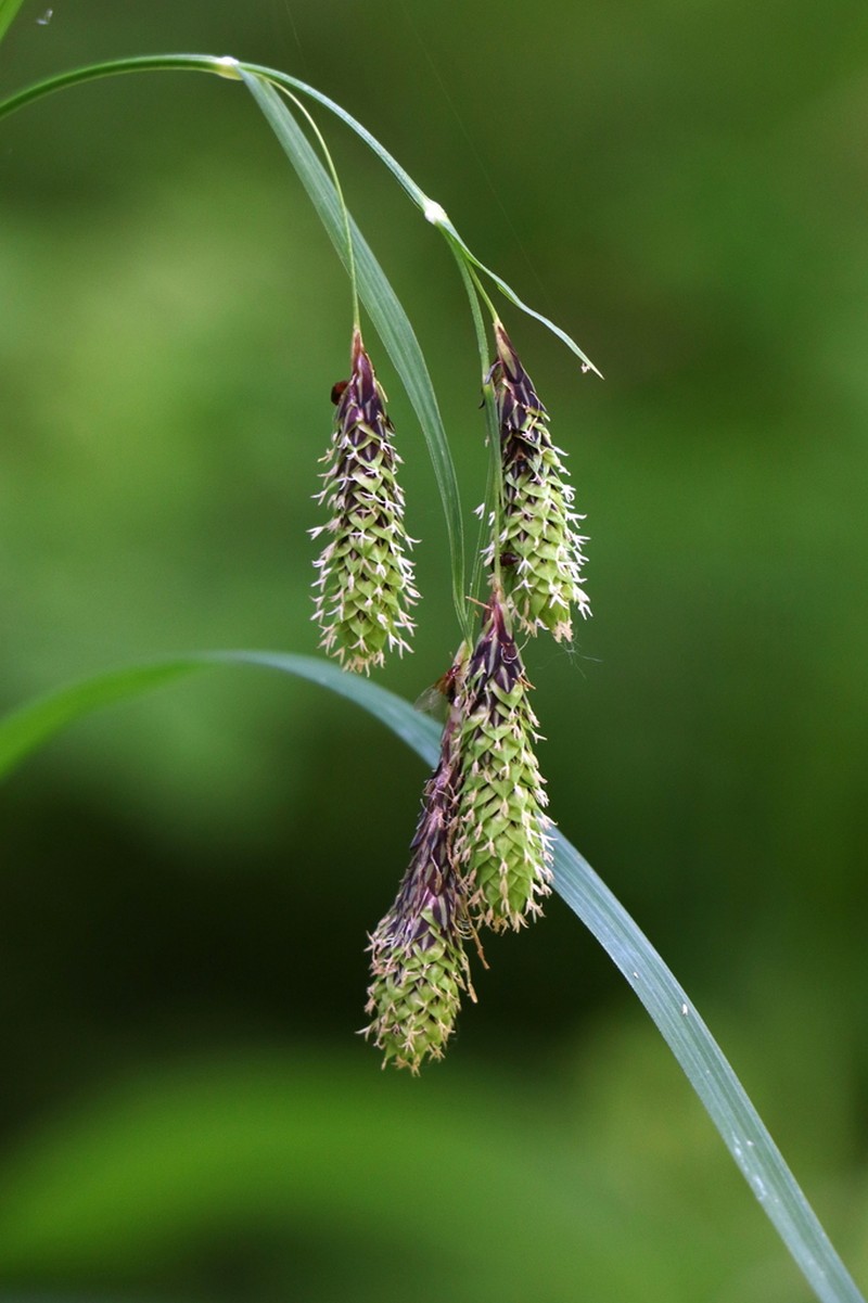 Mertens' Sedge photo 5