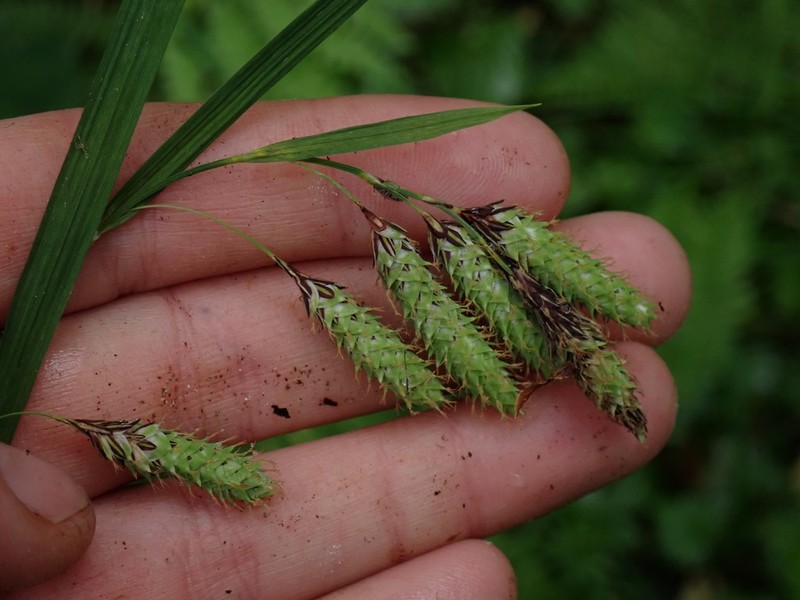 Mertens' Sedge photo 6