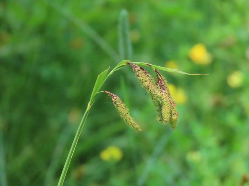 Mertens' Sedge photo 7