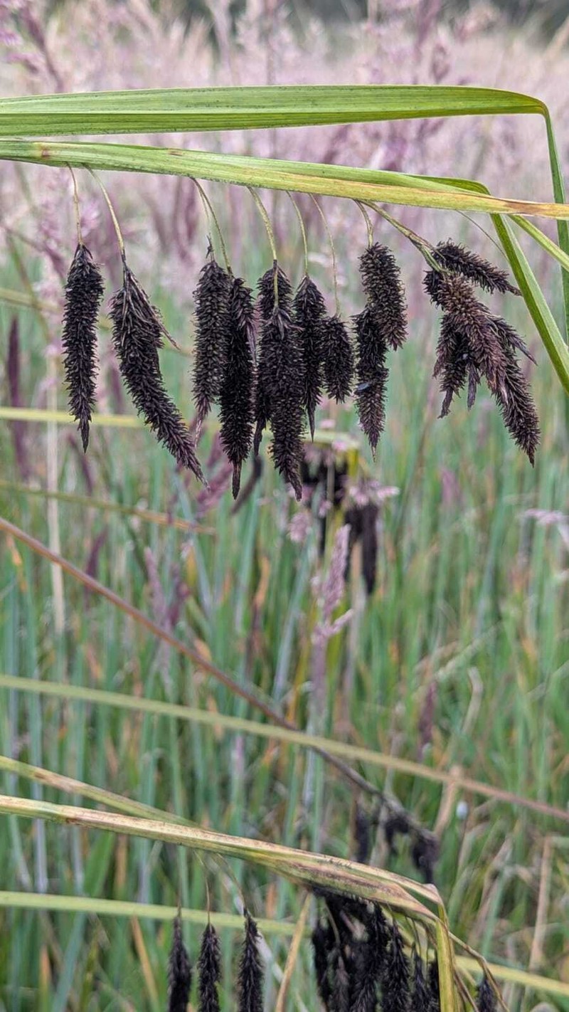 Carex mertensii var. mertensii