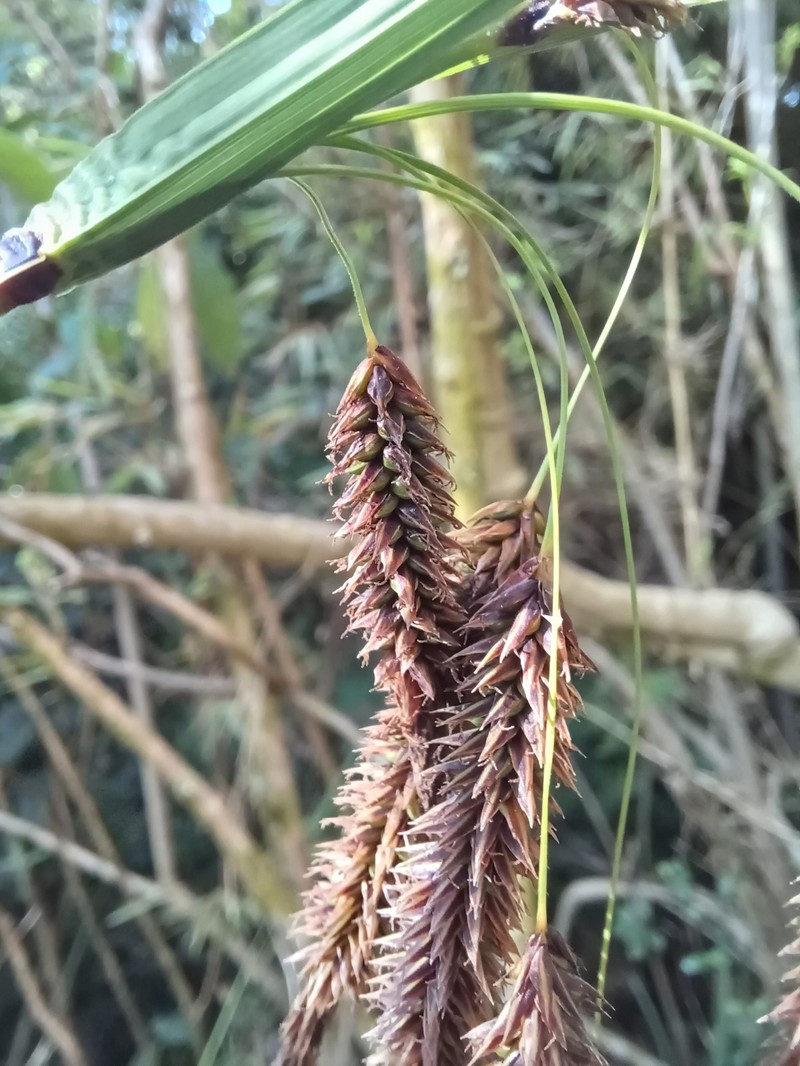 Carex mertensii var. mertensii photo 2
