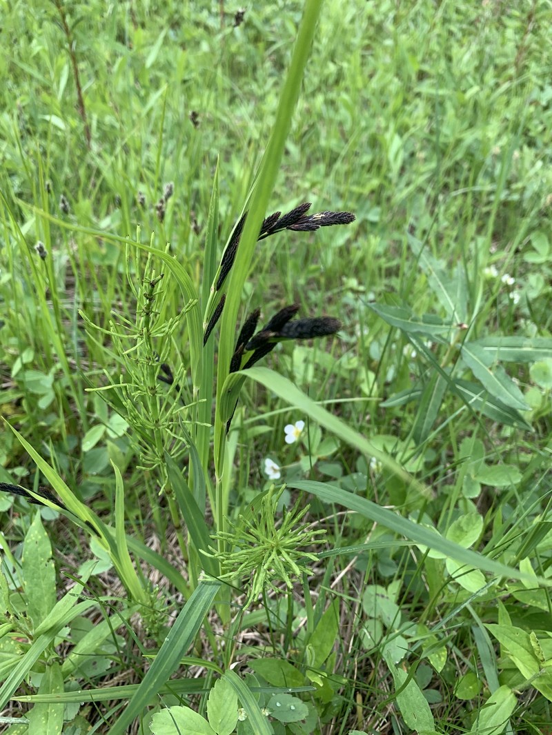 Carex mertensii var. mertensii photo 3
