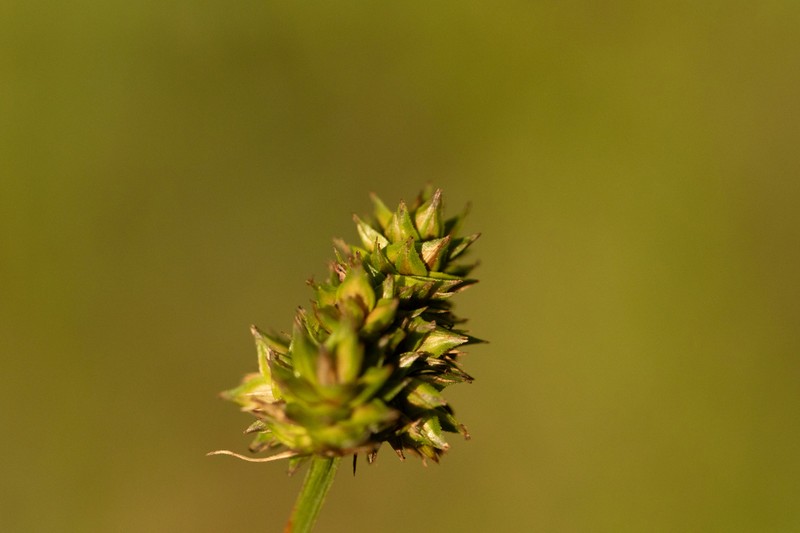 Midland Sedge photo 3