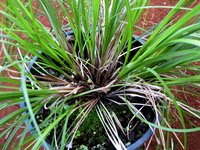 Meyen's Sedge