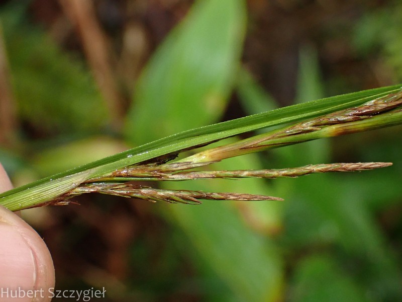 Meyen's Sedge photo 4