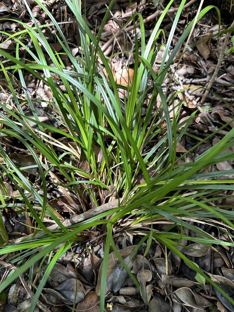 Meyen's Sedge photo 5