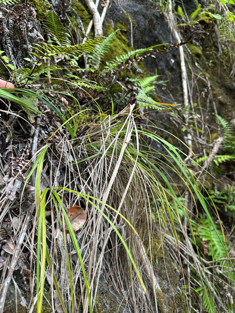 Meyen's Sedge photo 6