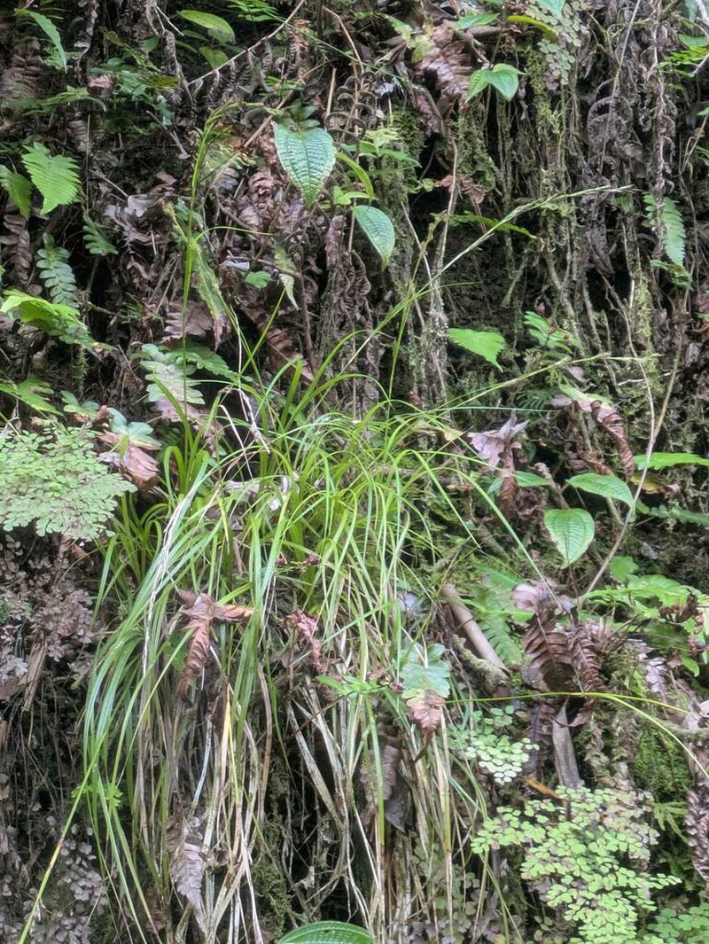 Meyen's Sedge photo 7