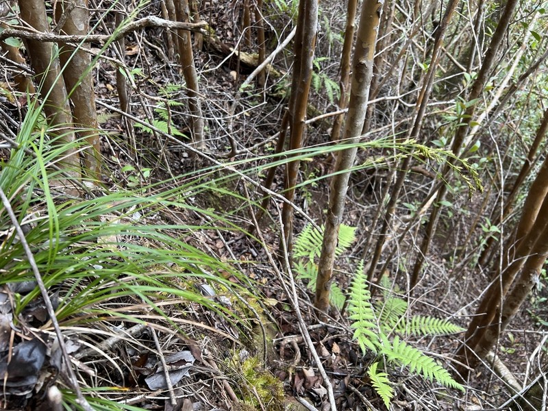 Meyen's Sedge photo 8