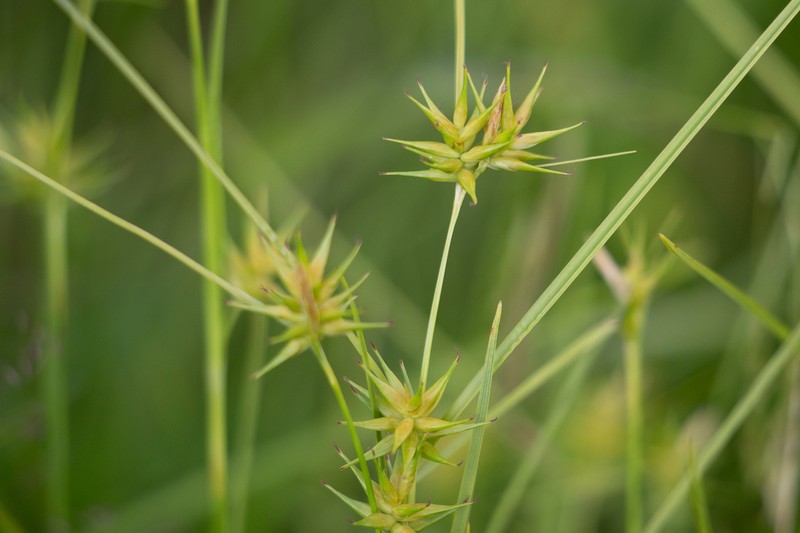 Michaux's Sedge photo 2