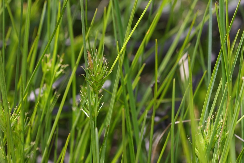 Michaux's Sedge photo 3