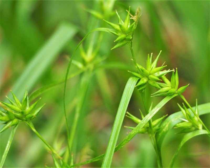 Michaux's Sedge photo 4