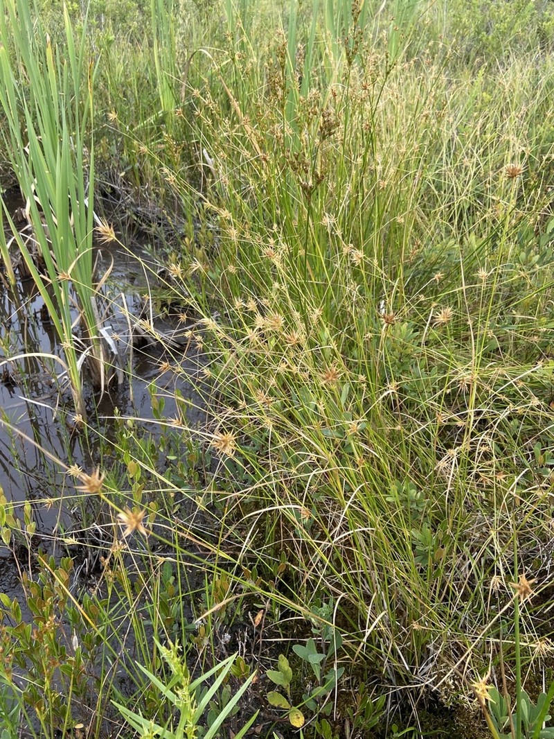 Michaux's Sedge photo 5