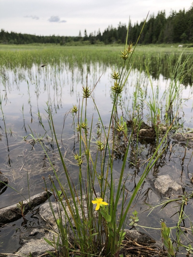 Michaux's Sedge photo 6