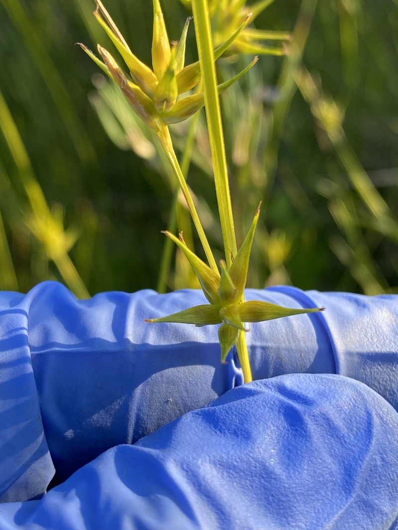 Michaux's Sedge photo 7