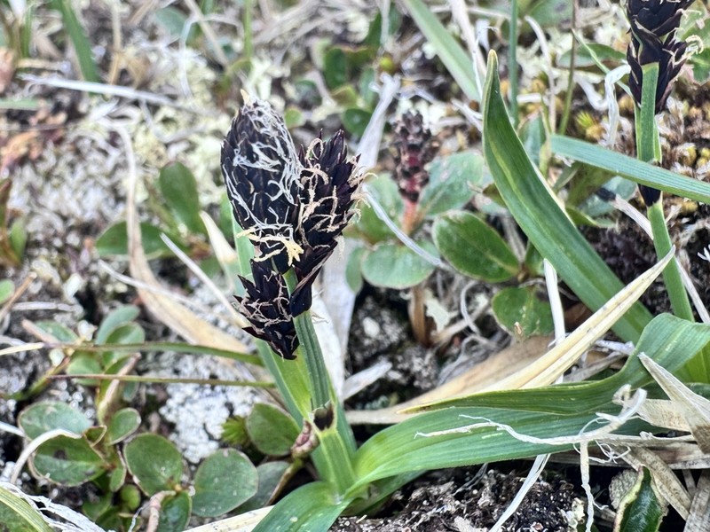 Smallawned Sedge photo 2