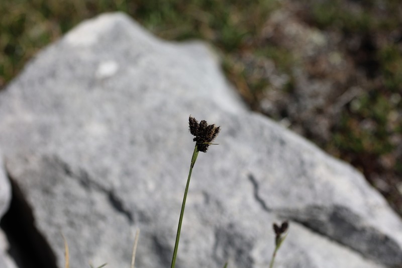 Smallawned Sedge photo 3