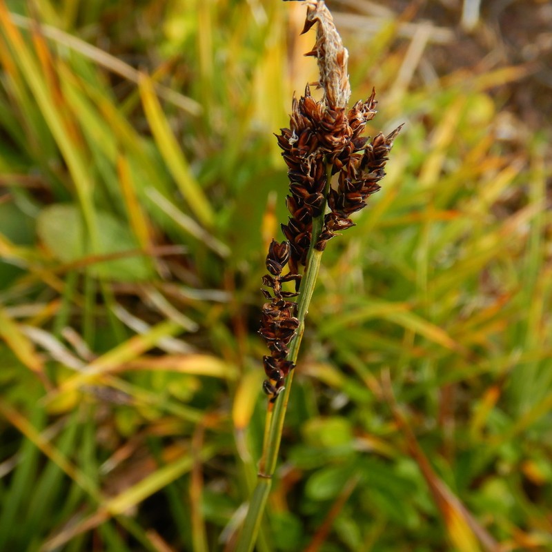 Smallawned Sedge photo 5