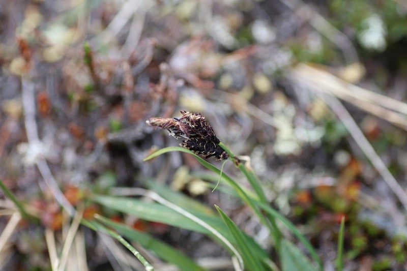 Smallawned Sedge photo 7