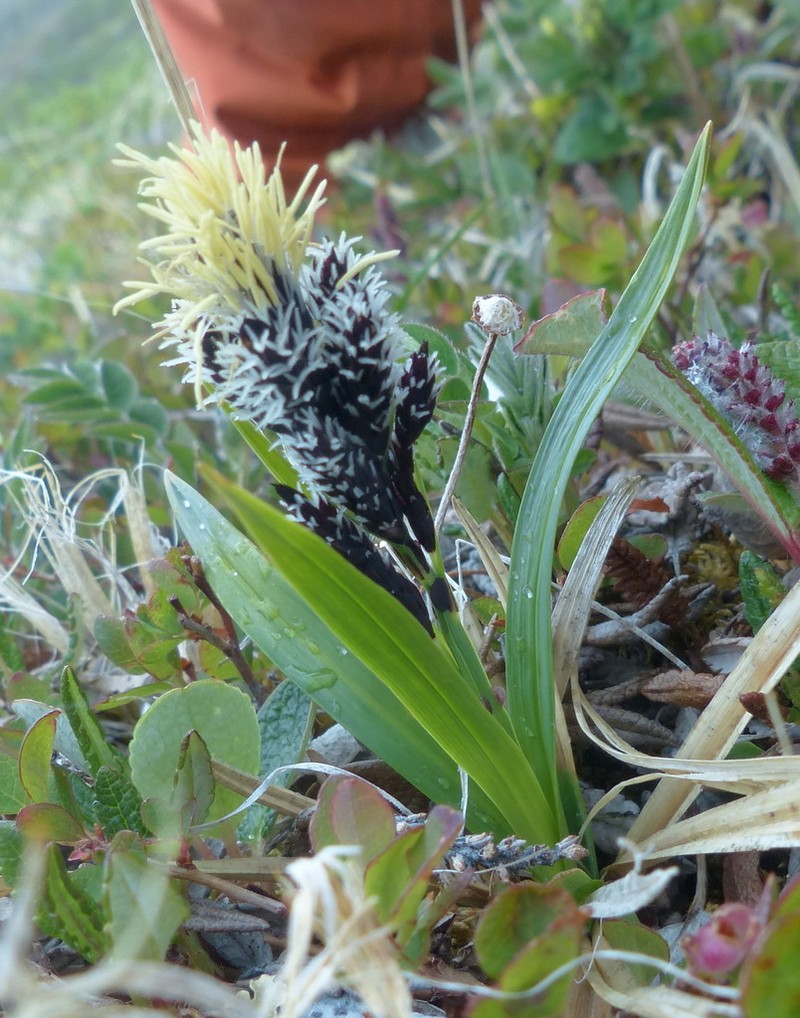 Smallawned Sedge photo 8