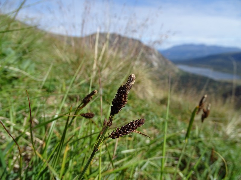 Carex microchaeta subsp. microchaeta