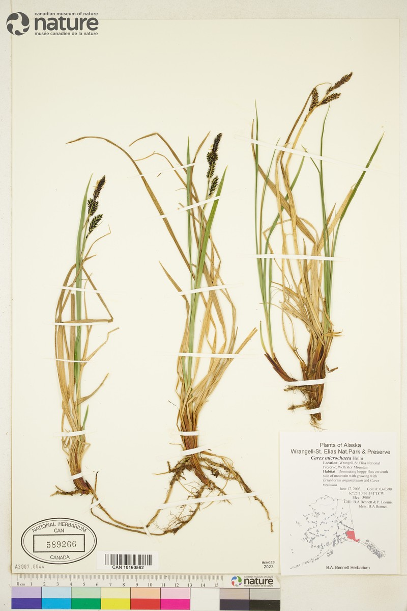Carex microchaeta subsp. microchaeta photo 2