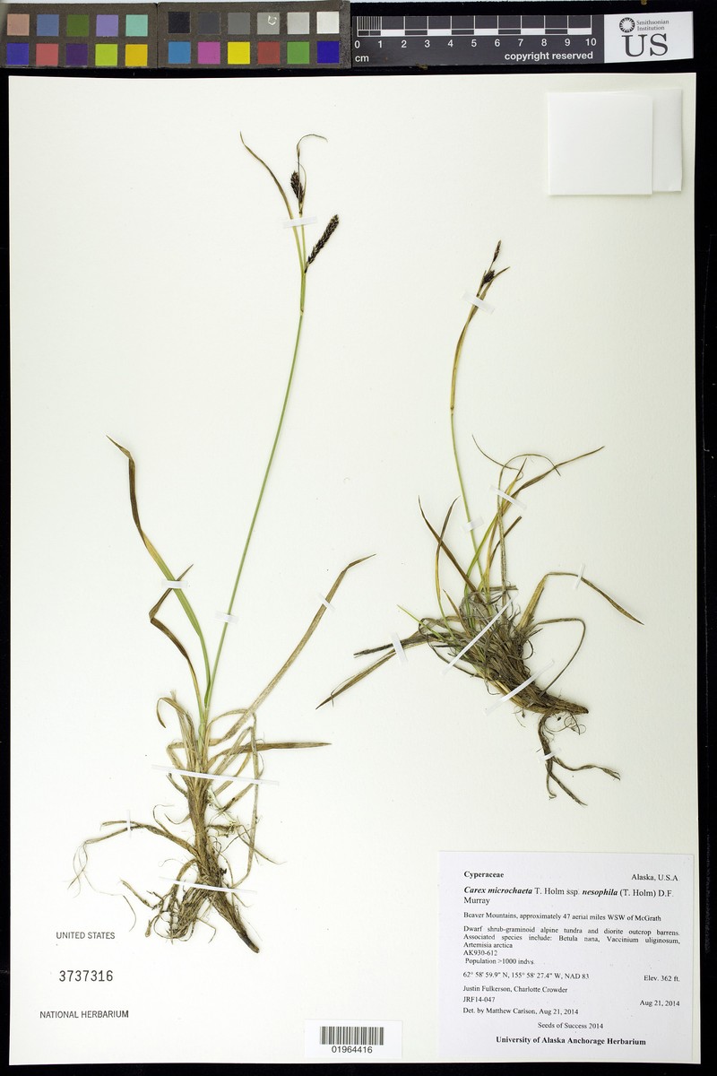 Carex microchaeta subsp. nesophila