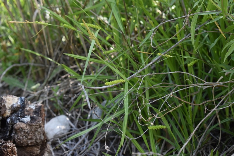 Littletooth Sedge