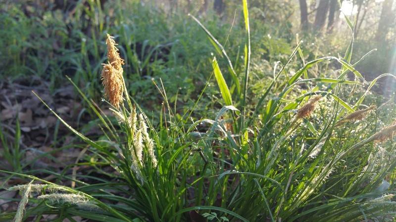 Littletooth Sedge photo 2